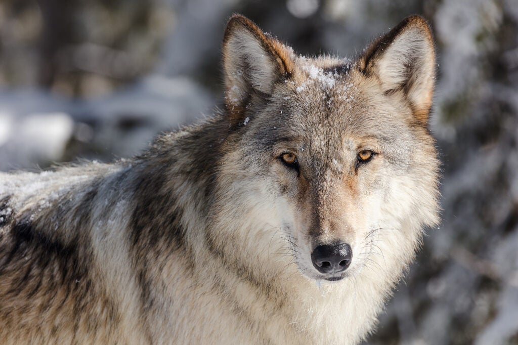 A close up of a wolf looking directly into the camera