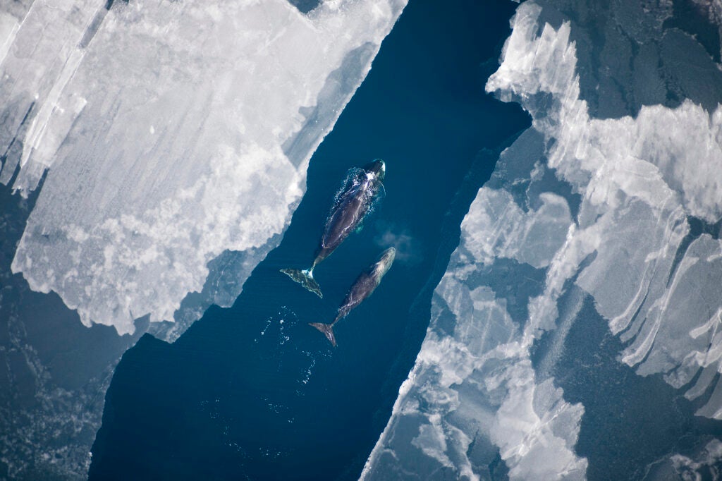 An overhead picture looking down of two whales swimming in a channel of blue water surrounded by ice.