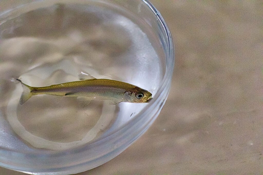 A small fish in a glass bowl filled with water.