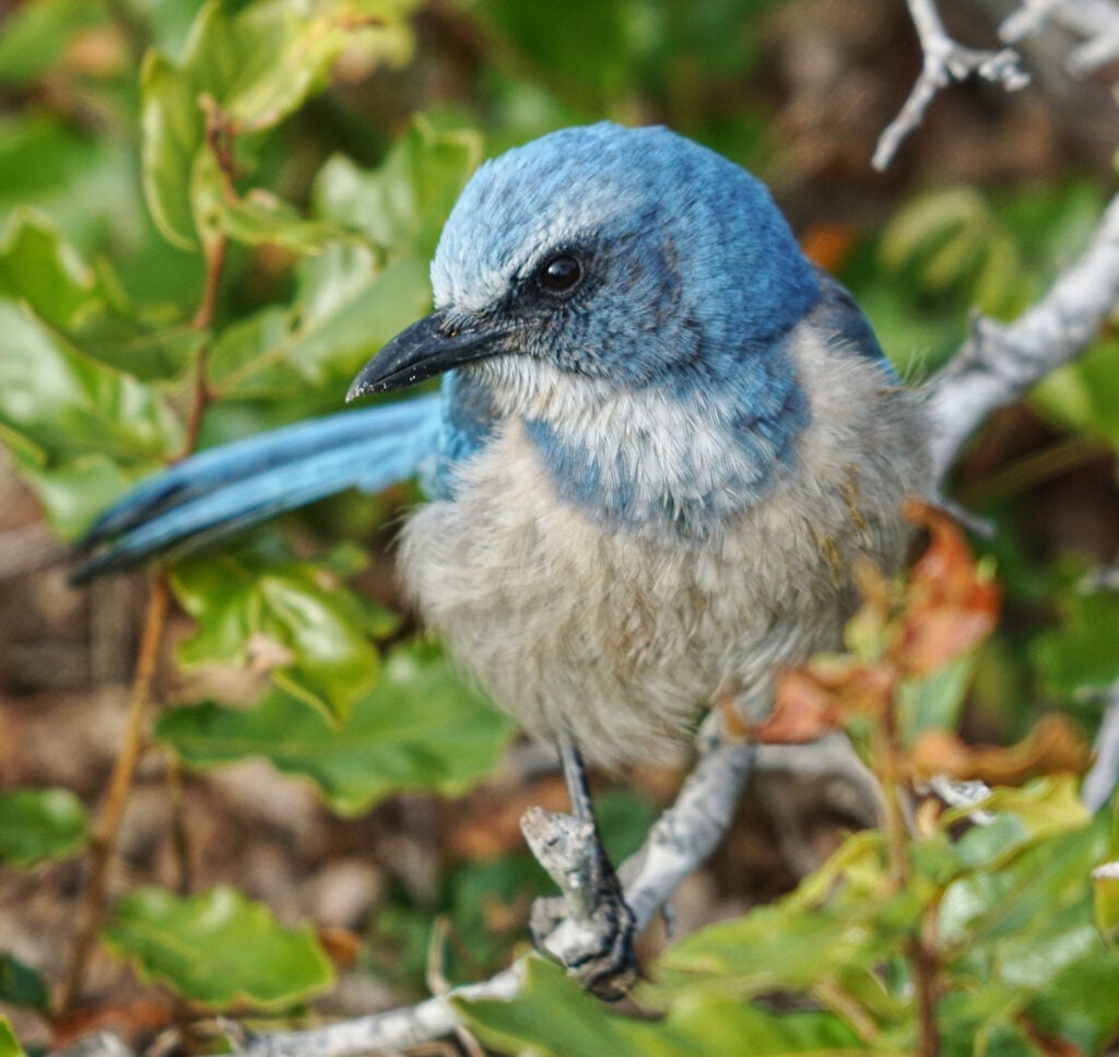 The Florida Scrub-Jay is the only bird species found exclusively in the state of Florida. (Zach Stern / CC BY-NC-ND 2.0)