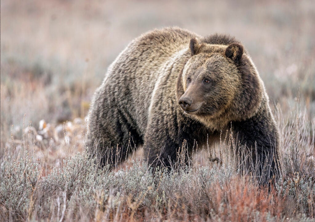 A grizzly in a Wyoming field. (Scott Suriano / Getty Images)