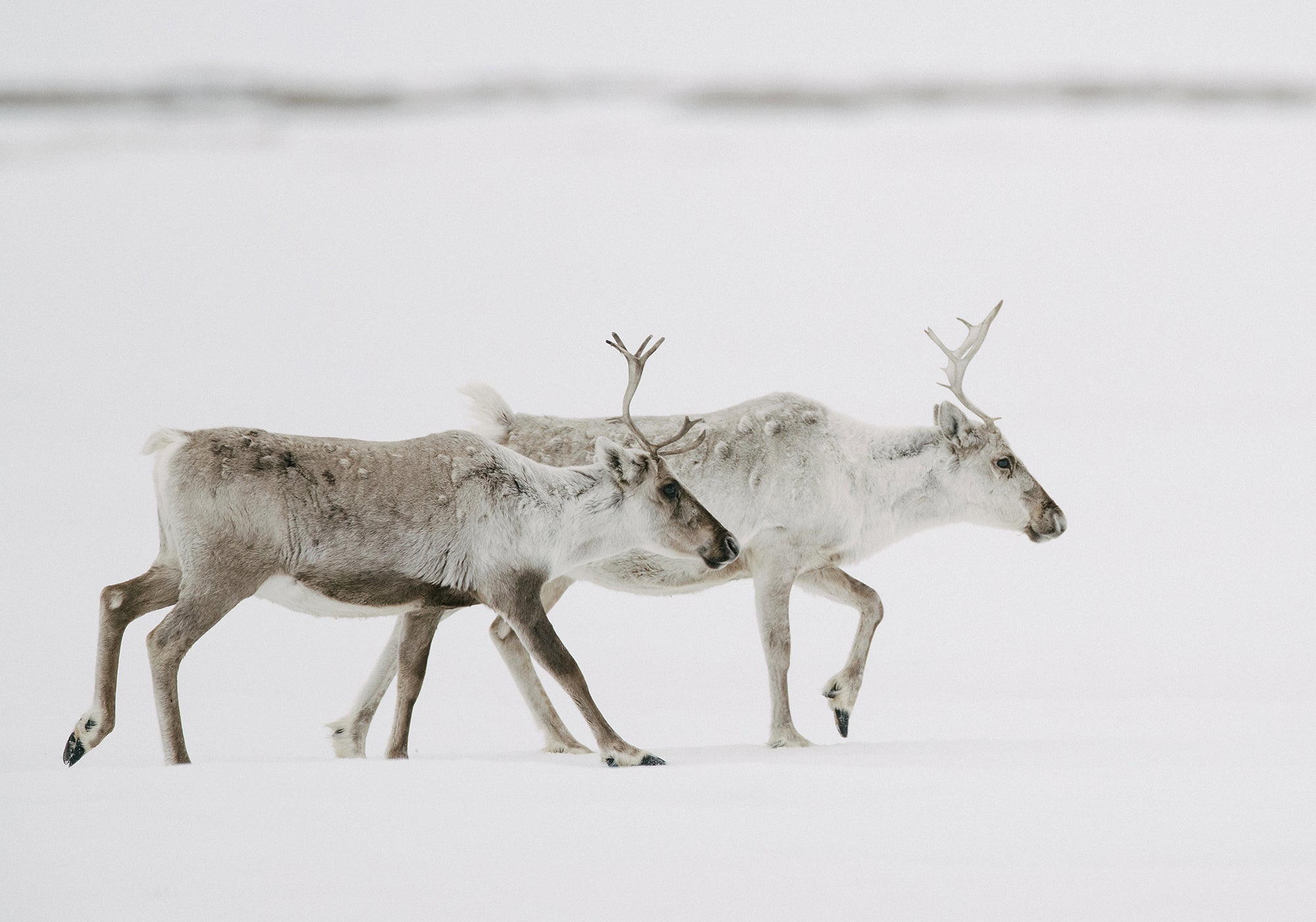 Two caribou with small antlers walk together on a snowy plain.