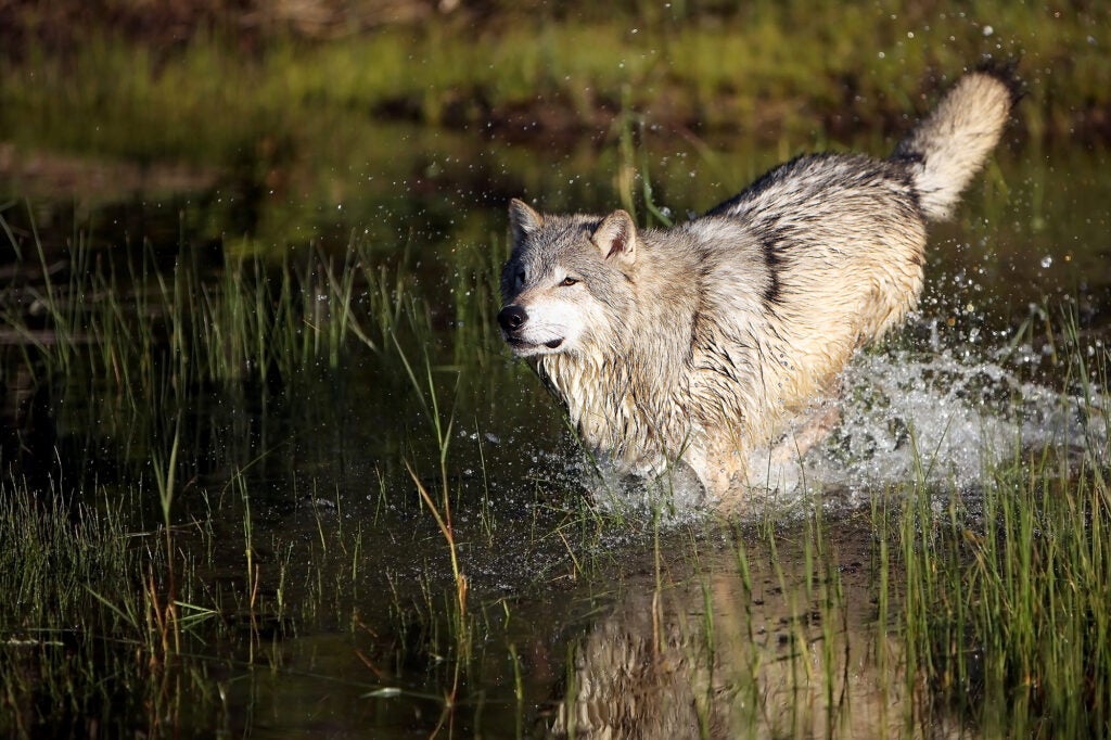 A gray wolf runs through a shallow pond with some green grass, splashing water.