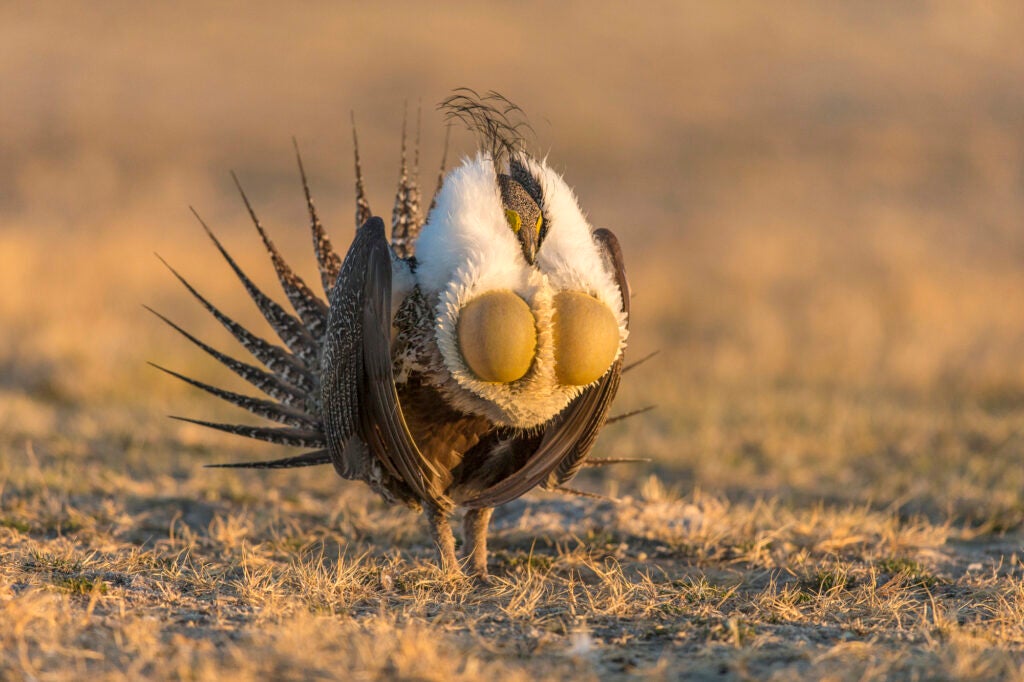 A large brown bird with a fan of pointy tail feathers and its head burrowed in its fluffy white upper body puffs two smooth tan sacks of air out of its chest in a field of short grass.