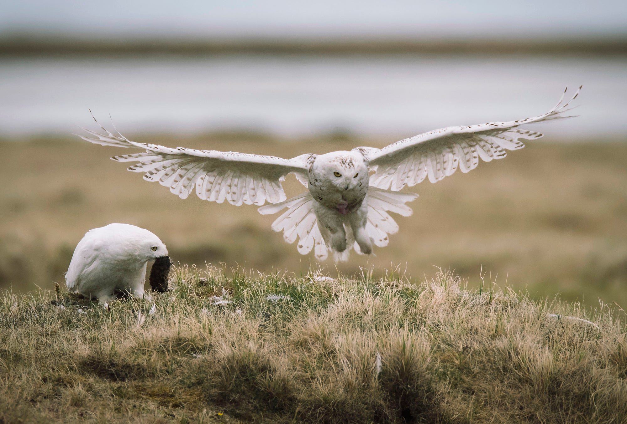 Western Arctic One white owl sits on the ground with a small animal in its mouth while another hovers above the ground with its wings spread.