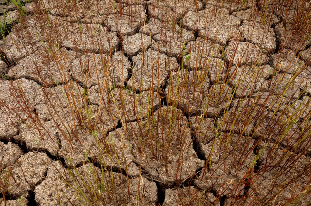 A close up of dry, cracked dirt with some small plants growing in it.