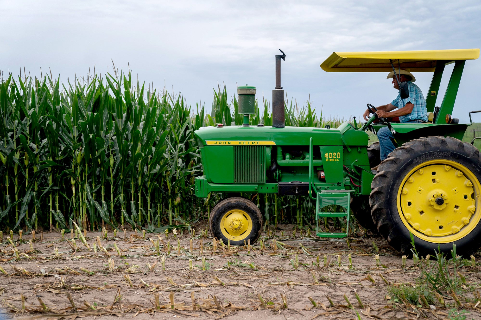 A man drives a green tractor in a field of corn stalks, with corn in the foreground having been chopped to the ground and removed.