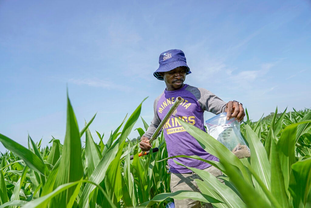 Jude Addo-Chidie, a Ph.D. student in agronomy at Purdue University, takes a soil sample from a corn field, Wednesday, July 12, 2023, at the Southeast-Purdue Agricultural Center in Butlerville, Ind. The U.S. Department of Agriculture has been removing important climate-related data from its websites that farmers rely on to adapt to extreme weather. (Joshua A. Bickel / AP)