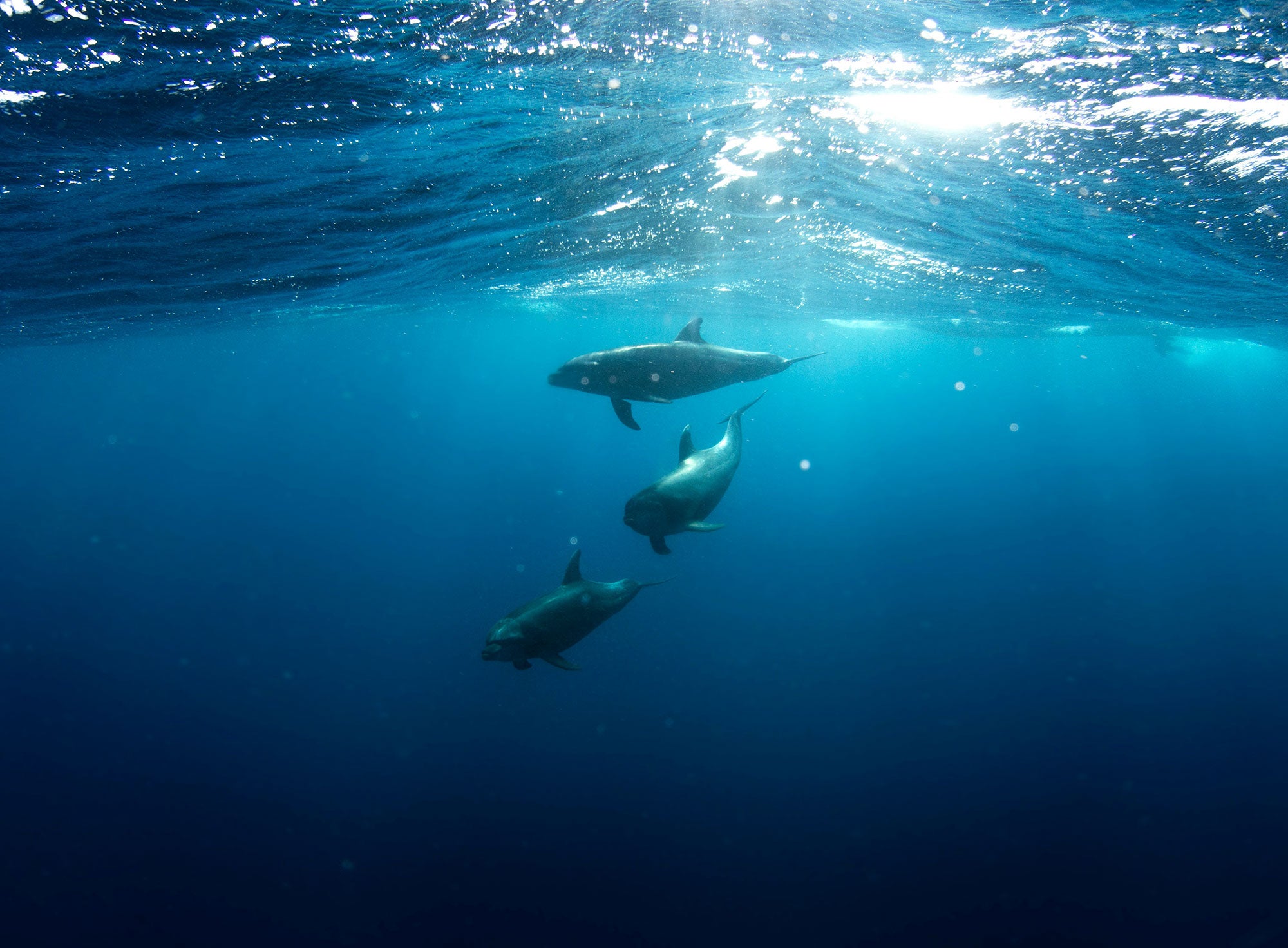 Three dolphins swim underwater in the Gulf of Mexico.