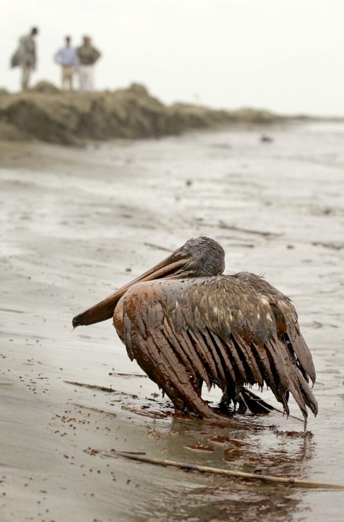 A brown pelican covered in oil sits on the beach at East Grand Terre Island along the Louisiana coast on Jun. 3, 2010. Oil from the Deepwater Horizon oil spill affected wildlife throughout the Gulf of Mexico.