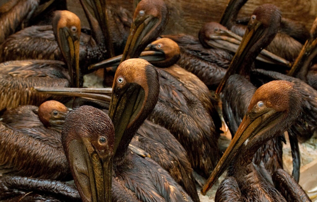 About a dozen dark oil covered pelicans stand together in a room.