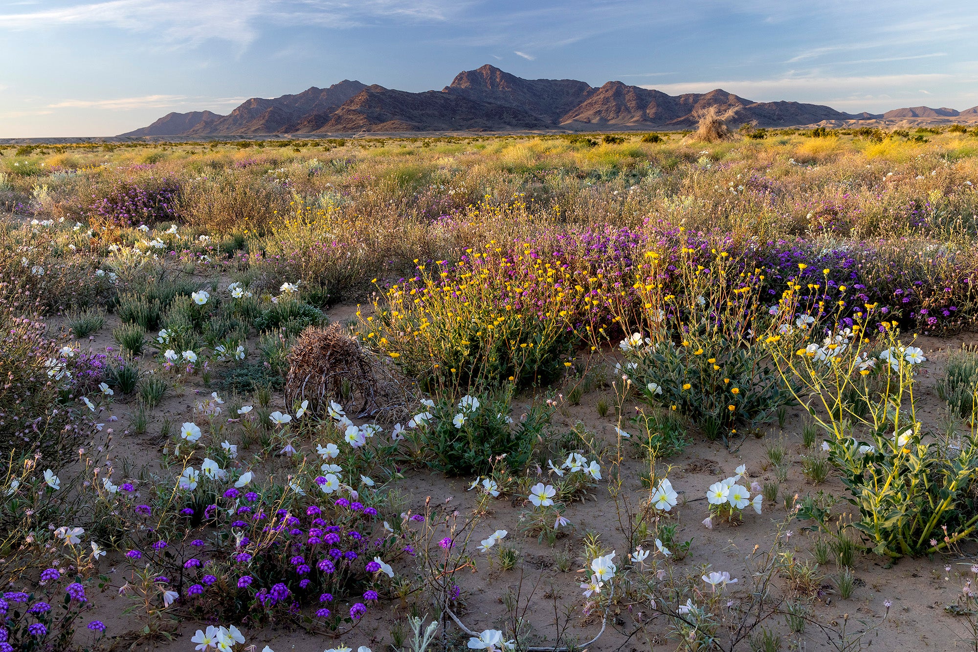 Colorful wildflowers grow on the dusty dessert ground with small mountains rising in the background.