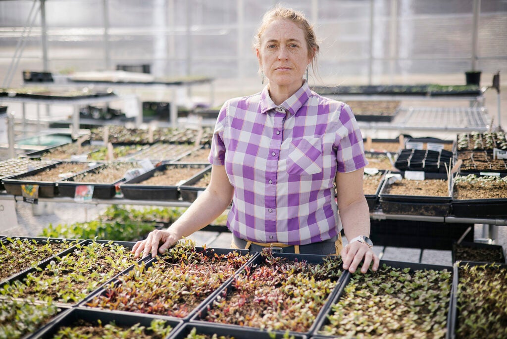 A woman wearing a purple checkered shirt looks at the camera and stands in a greenhouse with trays of vegetable starts surrounding her.