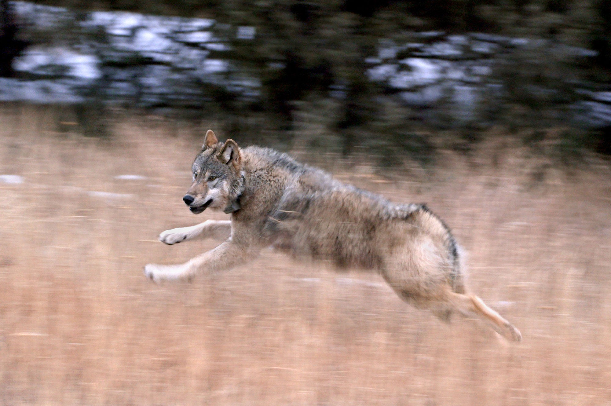 gray-wolf-reintroduction_2000x1329 A gray wolf in motion with front legs extended forward and back legs extended backwards. In a field of tall dry grass.