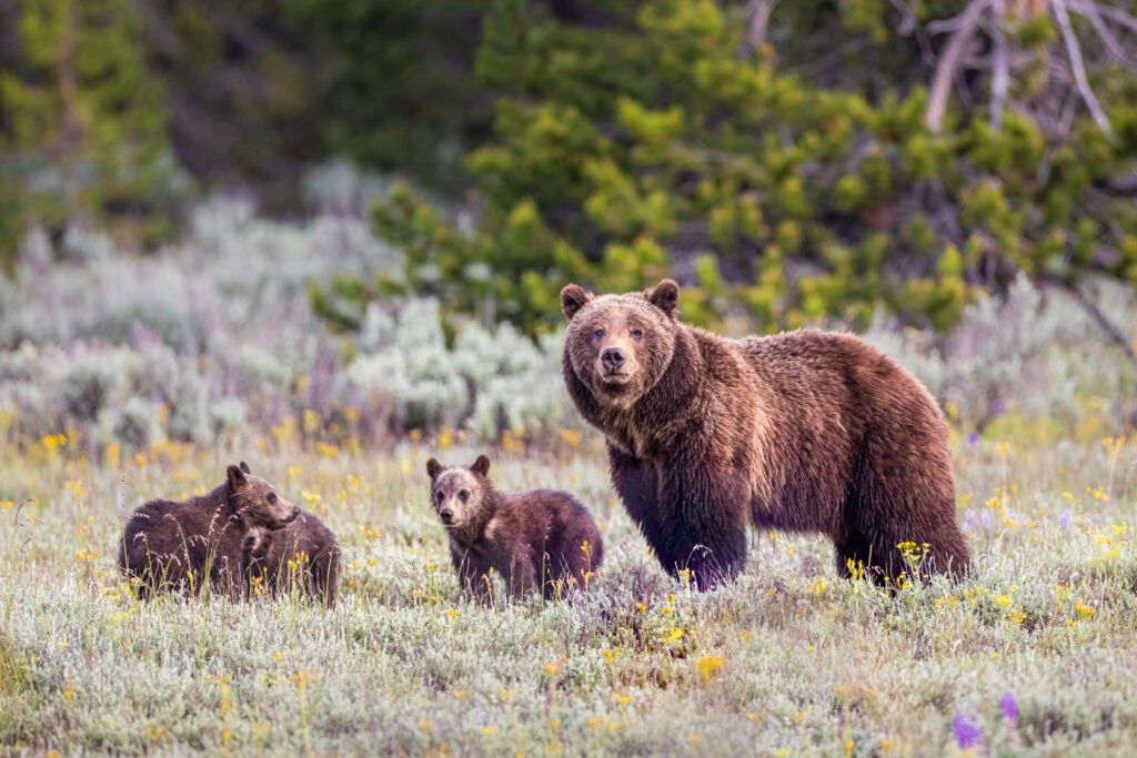 Three grizzly bear cubs and a grizzly bear mother in a field.