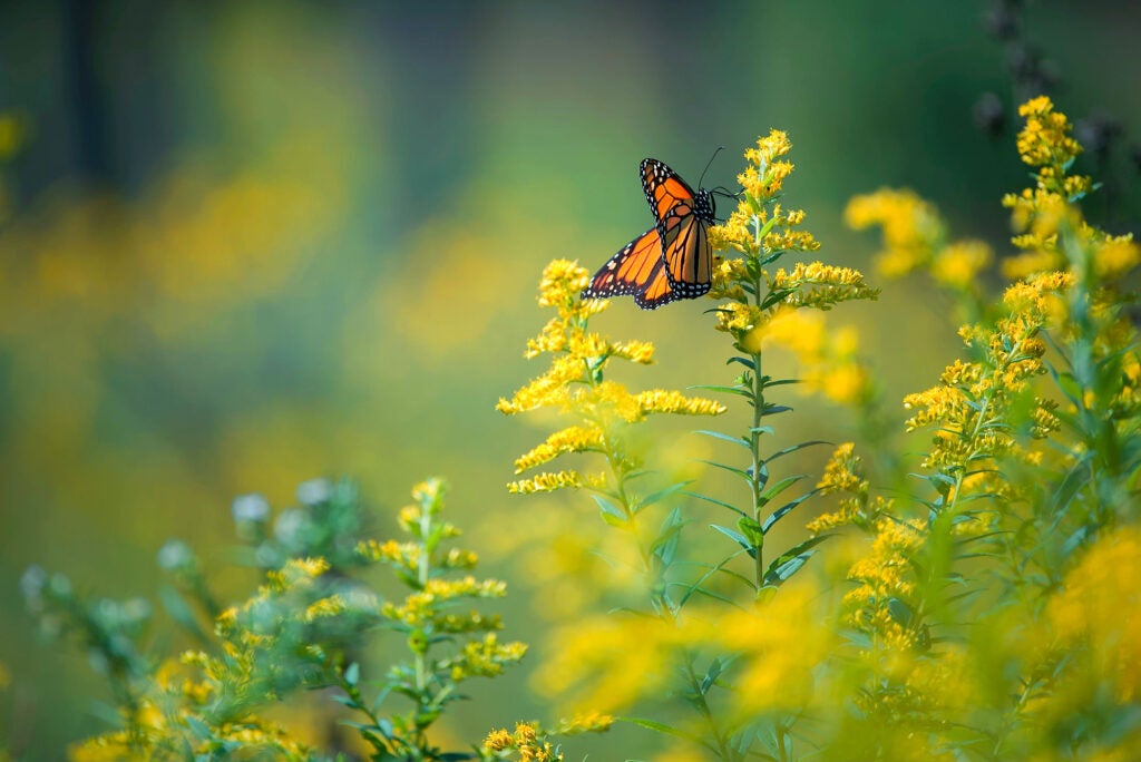A monarch butterfly on goldenrod in Schaumburg, Illinois. (Zara / 500px)