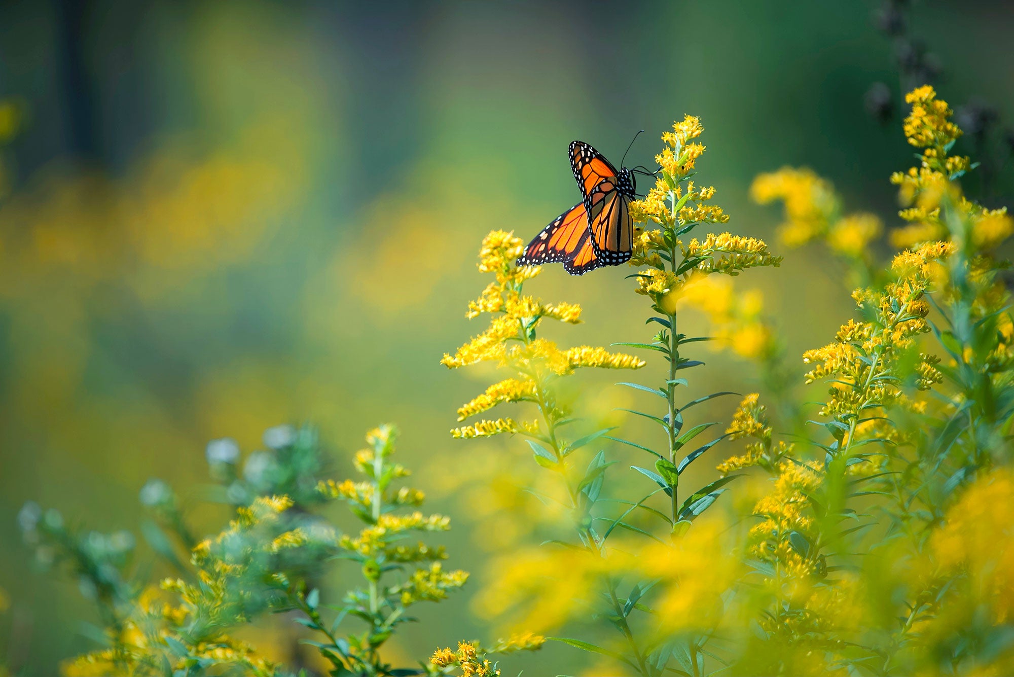 monarch-butterfly_2000x1335 A single black and orange monarch butterfly on yellow goldenrod plants.