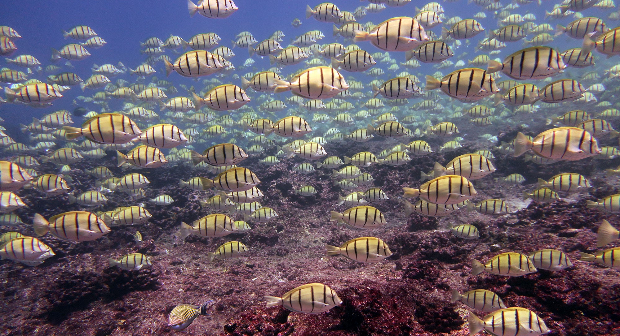 Thousands of convict tangs school in the shallows off Jarvis Island.