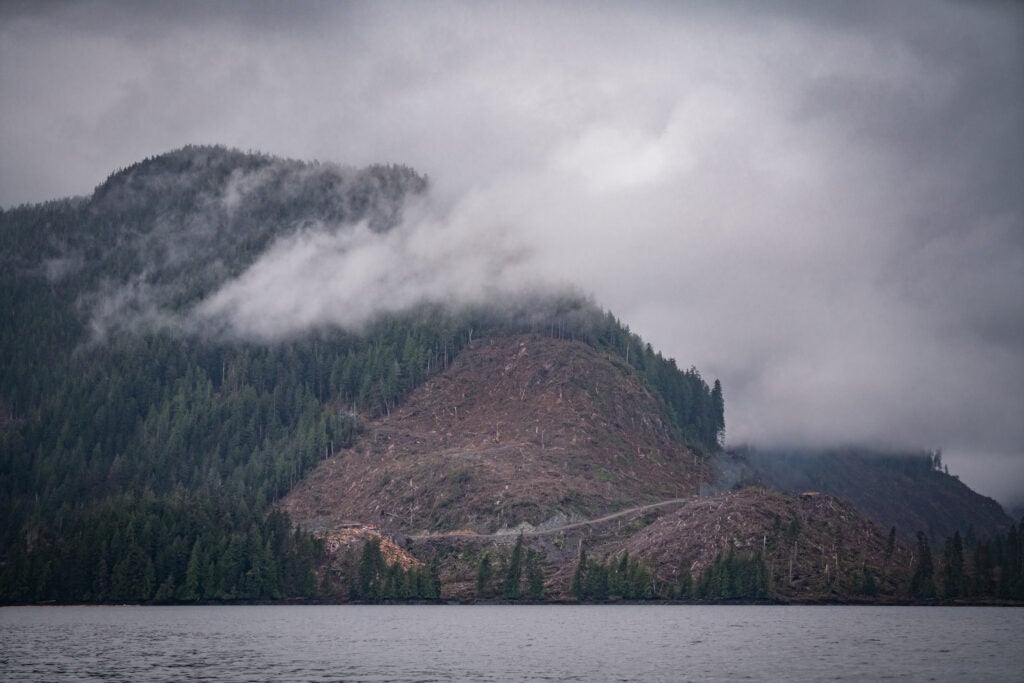 Clear-cut logging at this large scale rarely happens in the Tongass National Forest today. (Colin Arisman)