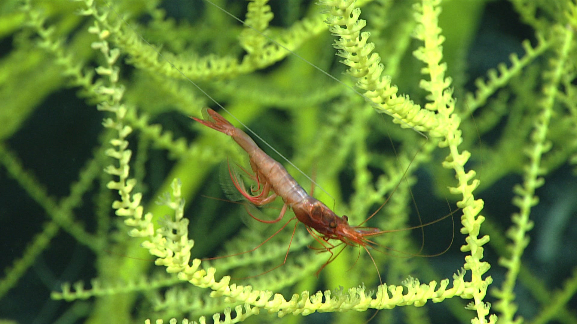 jarvis-kahalewai_shrimp-bamboo-coral_noaa A shrimp swims through a giant bamboo coral on the "Kahalewai" seamount in the Jarvis Island Unit of the Pacific Remote Islands Marine National Monument.