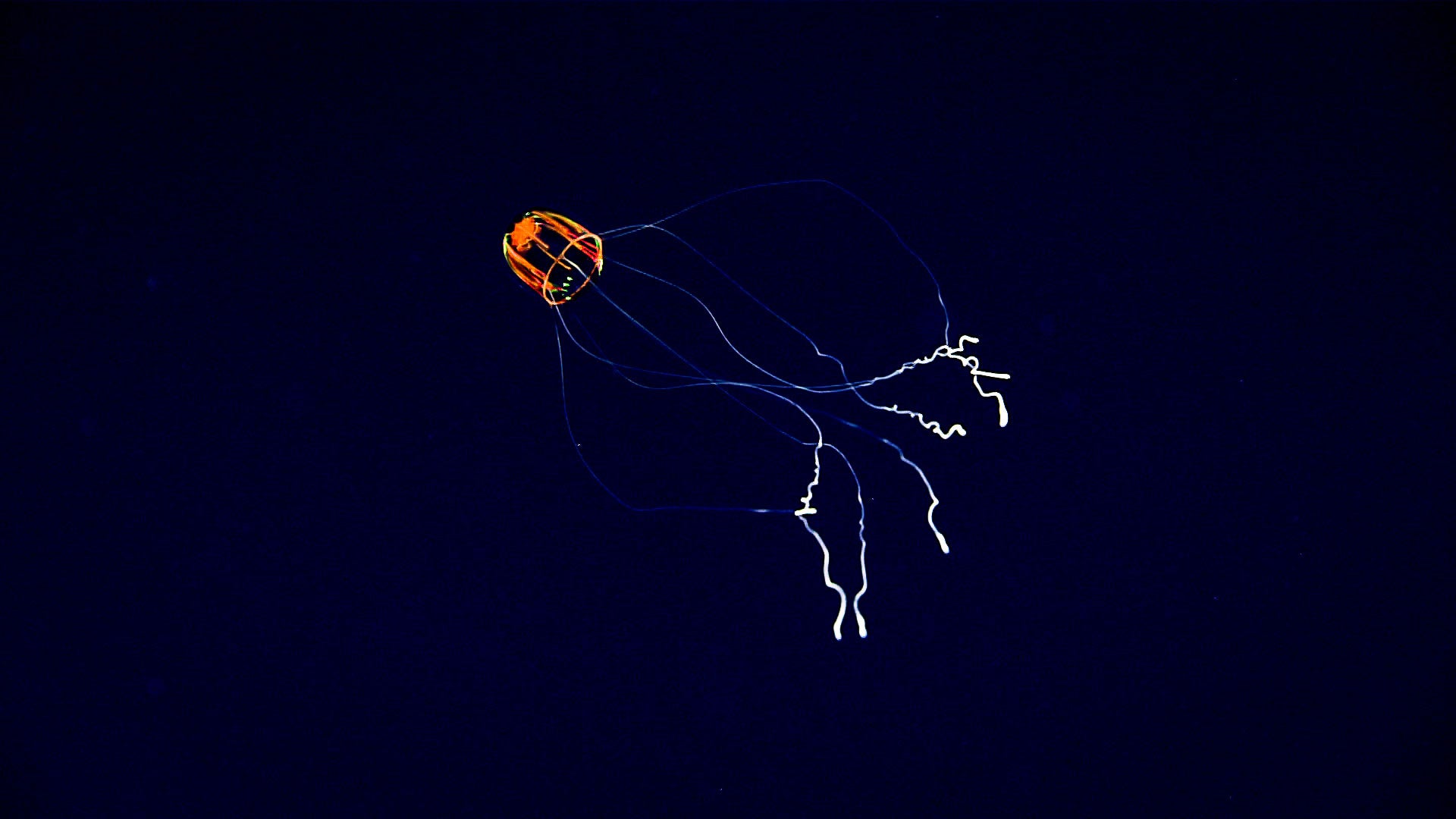Jellyfish in the "Whaley" seamount at the Jarvis Island Unit of the Pacific Islands Heritage Marine National Monument.