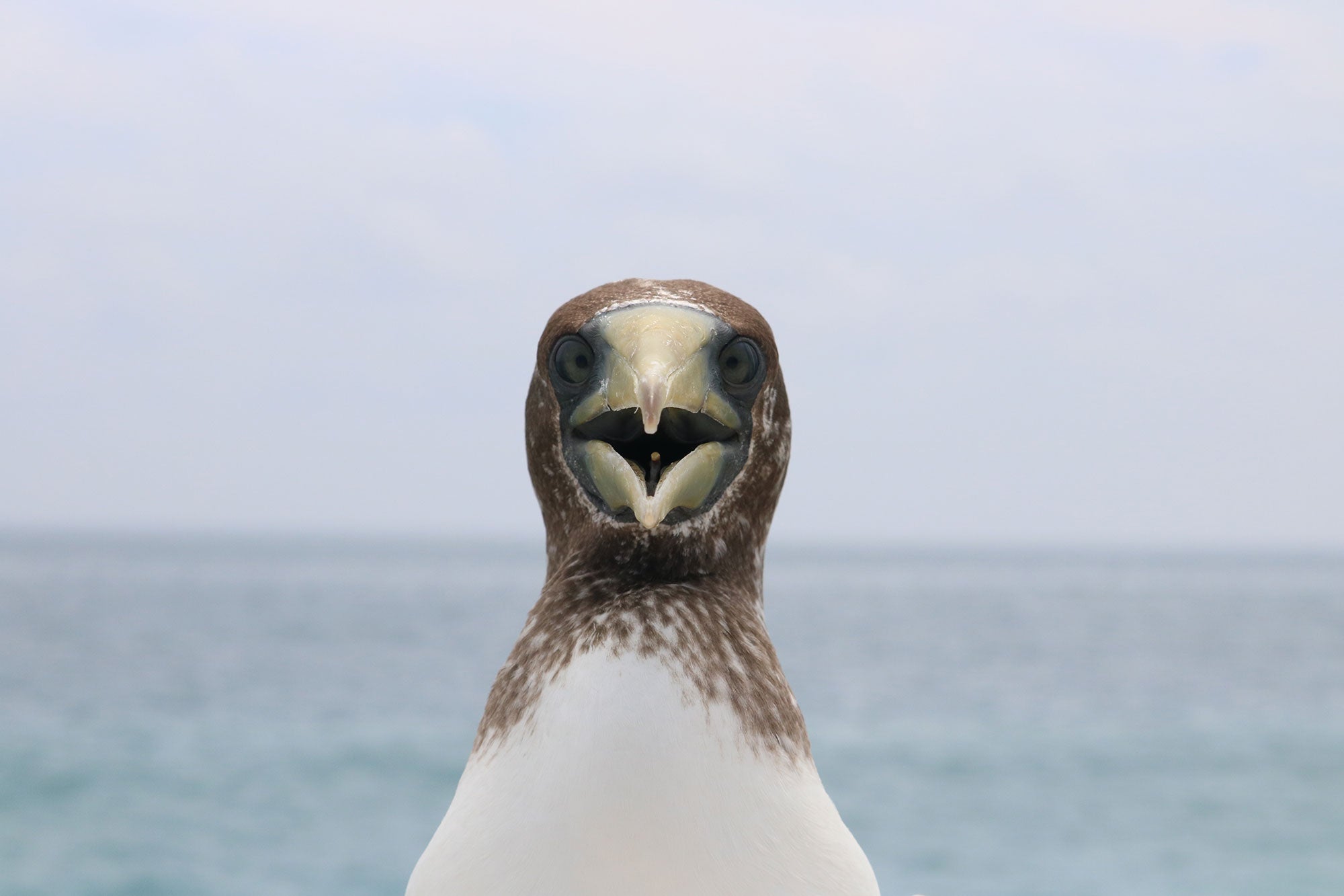 johnston-atoll_bird_peter-xiong-fws johnston-atoll_bird_peter-xiong-fws