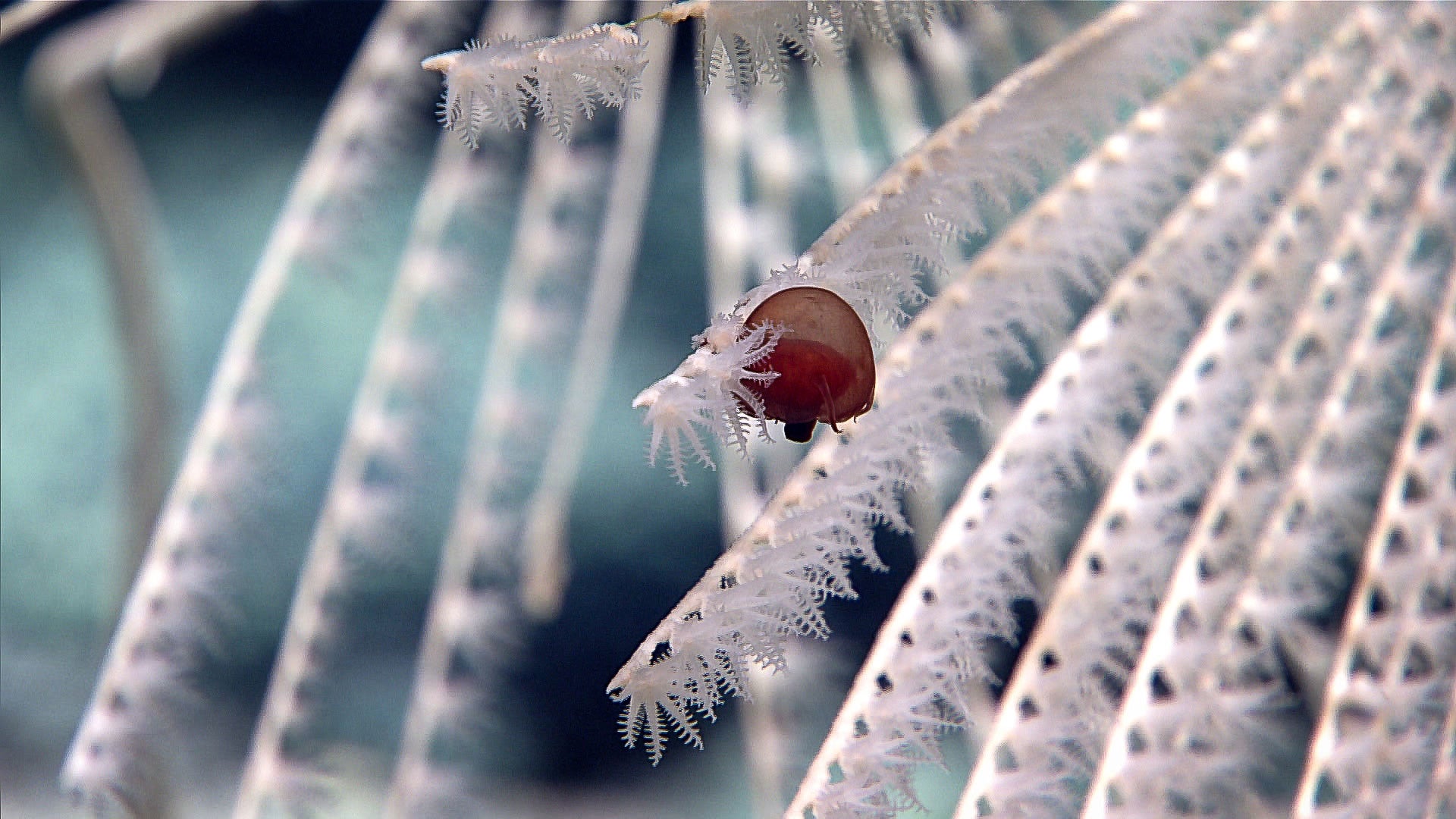 A sea star (<em>Evoplosoma</em> sp.) has eaten the right side of a bamboo coral (<em>Calcaxonia</em>, Primnoidae), on 'Pierpoint' Seamount in the Johnston Atoll Unit of the Pacific Islands Heritage Marine National Monument.