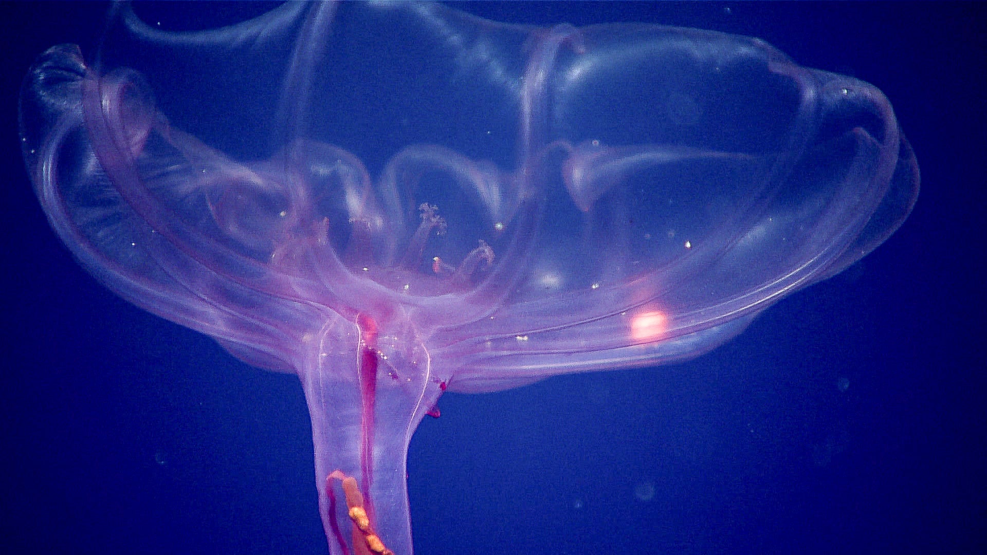 Swimming Cucumber This pelagic holothurian (deep-sea swimming cucumber), seen in the waters in and near the Pacific Islands Heritage Marine National Monument, is unusual in appearance when compared with other sea cucumbers because of its resemblance to a jellyfish.