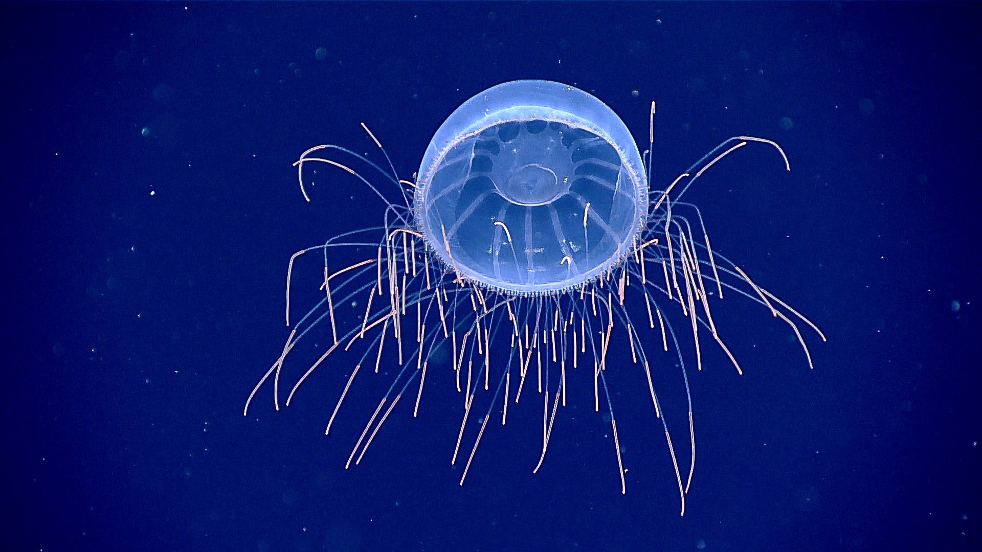 Hydromedusa A hydromedusa (Halicreatis) seen in the waters in and near the Pacific Islands Heritage Marine National Monument. The ends of its tentacles are packed with nematocysts (stinging cells), which make them appear especially bright.
