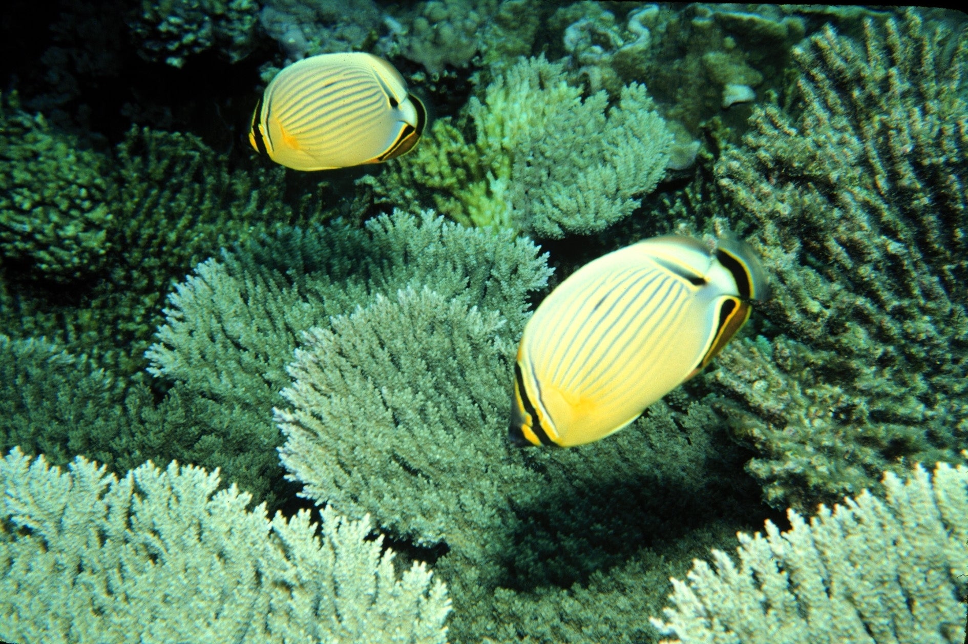 pih-butterfly-fish-johnston-atoll_fws Butterfly fish feed in the waters of Johnston Atoll National Wildlife Refuge in the Pacific Islands Heritage Marine National Monument.