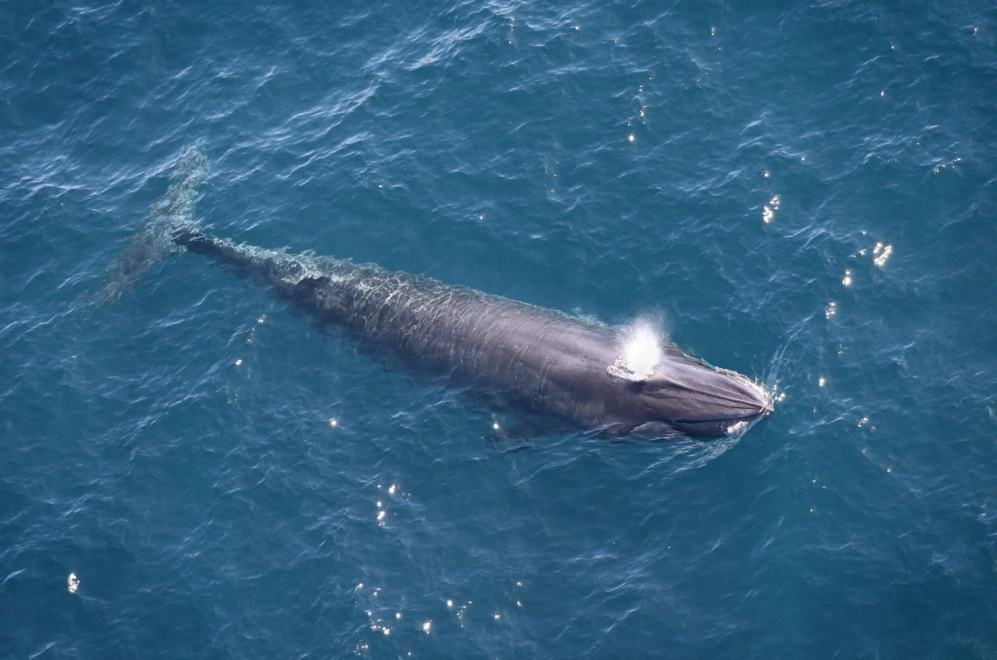 rice-whale-spout_noaa El rorcual de Rice, una de las ballenas más raras del mundo, observada en el oeste del Golfo de México en 2024. Esta especie es la única de gran tamaño que vive en aguas de Norteamérica alrededor del año. (Paul Nagelkirk / NOAA Fisheries - Permiso NMFS ESA/MMPA n.° 21938)