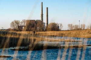 Tall dry vegetation beside a shoreline. In the background a coal generating station.