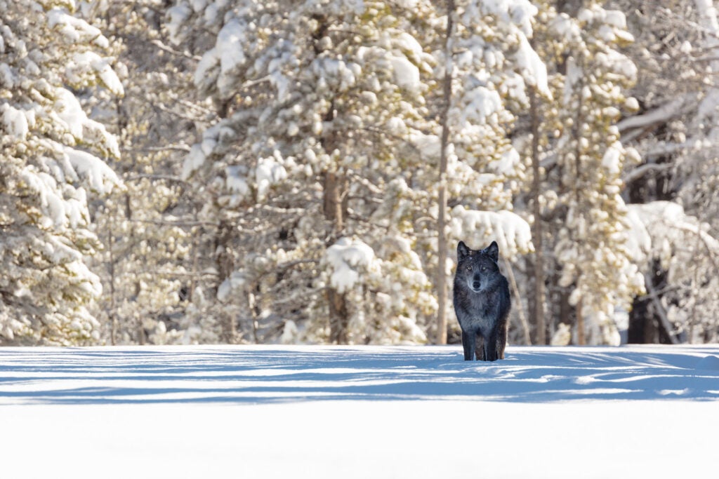 A lone wolf stands in the snow. Trees with snow-covered branches in the background.