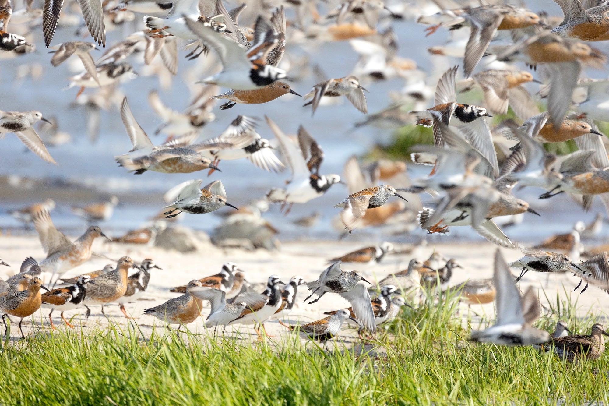 Red knots and other waterfowl gather at Delaware Bay, a critical stop for migrating birds.