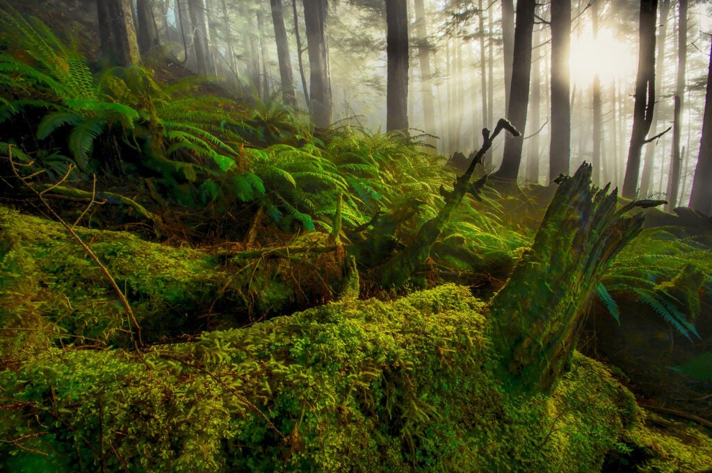 Sunlight breaks through the lush understory of Alaska’s Tongass National Forest. (Carlos Rojas / Getty Images)