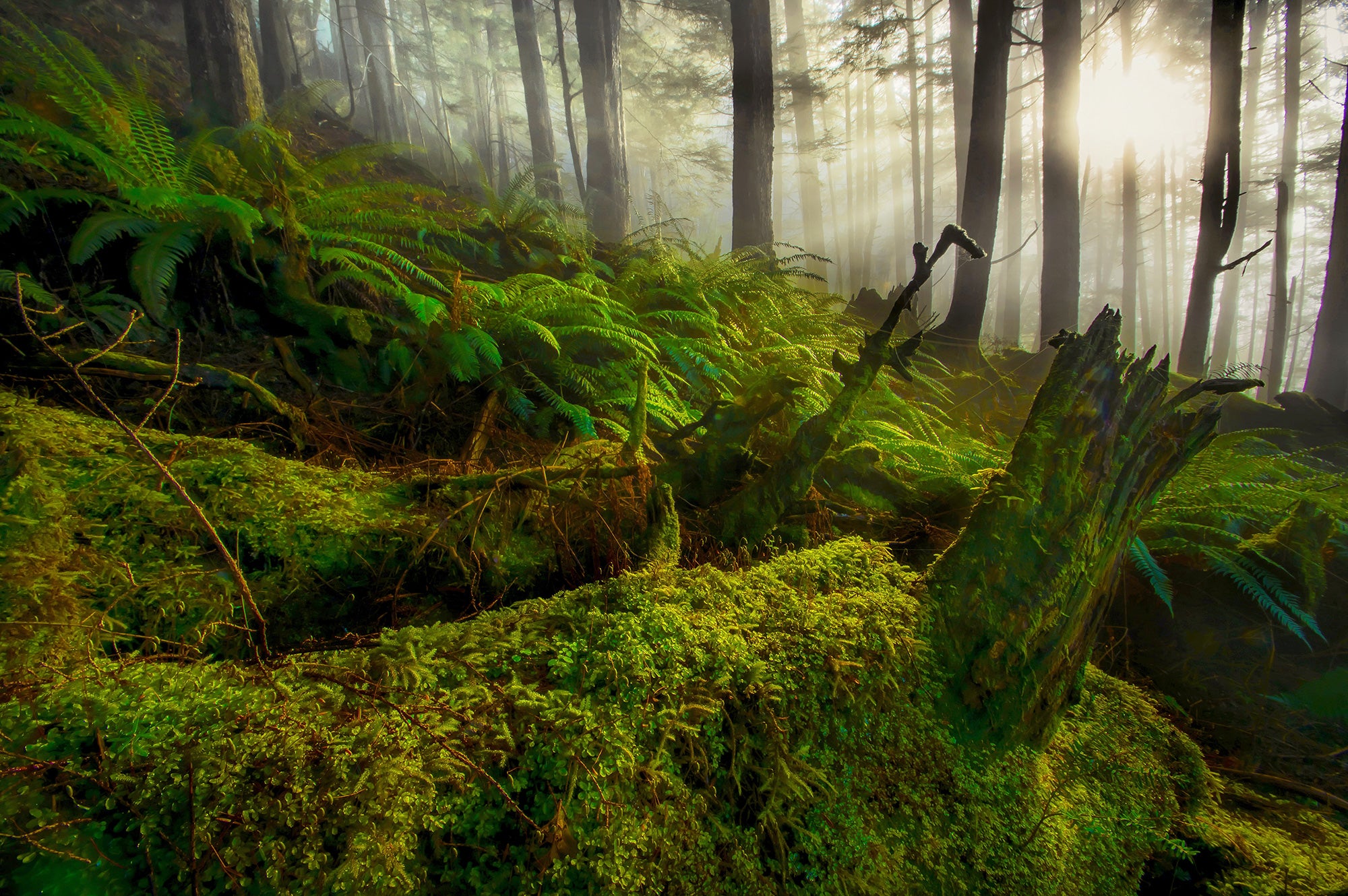 Tongass National Forest Sunlight breaks through the lush understory of Alaska’s Tongass National Forest.