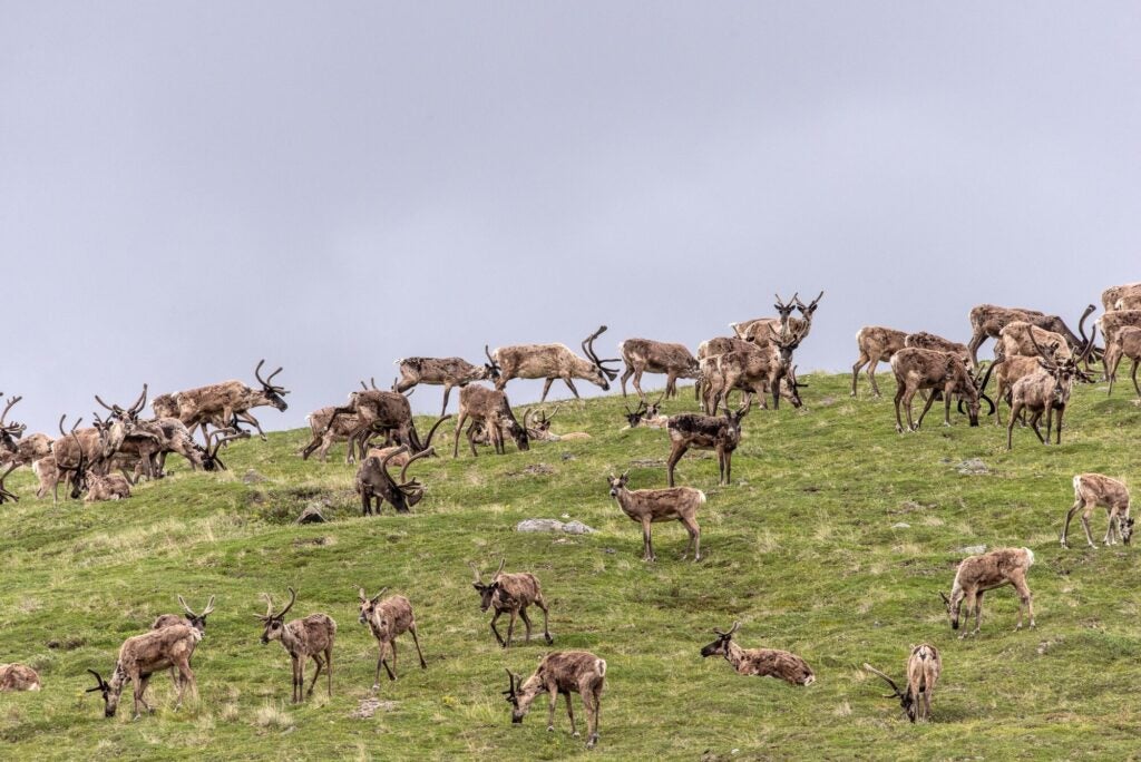 A herd of caribou graze on a green grass field under a gray sky.