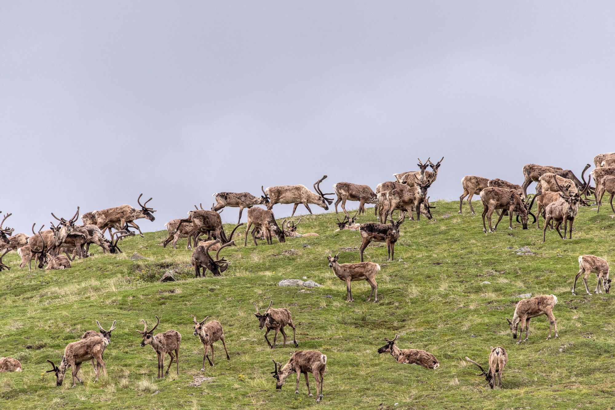 A herd of caribou graze on a green grass field under a gray sky.