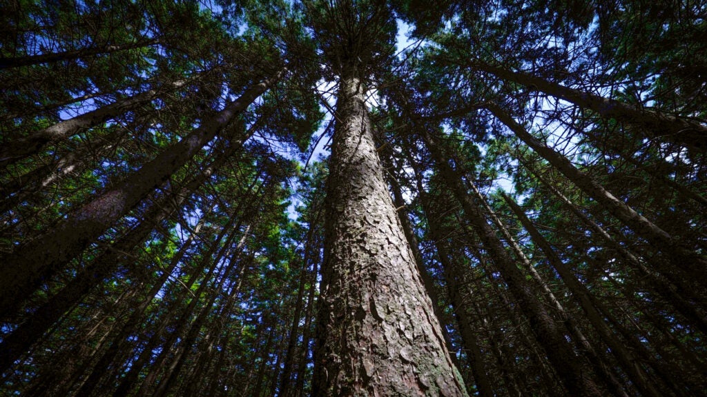 A view of large trees looking up from ground level.