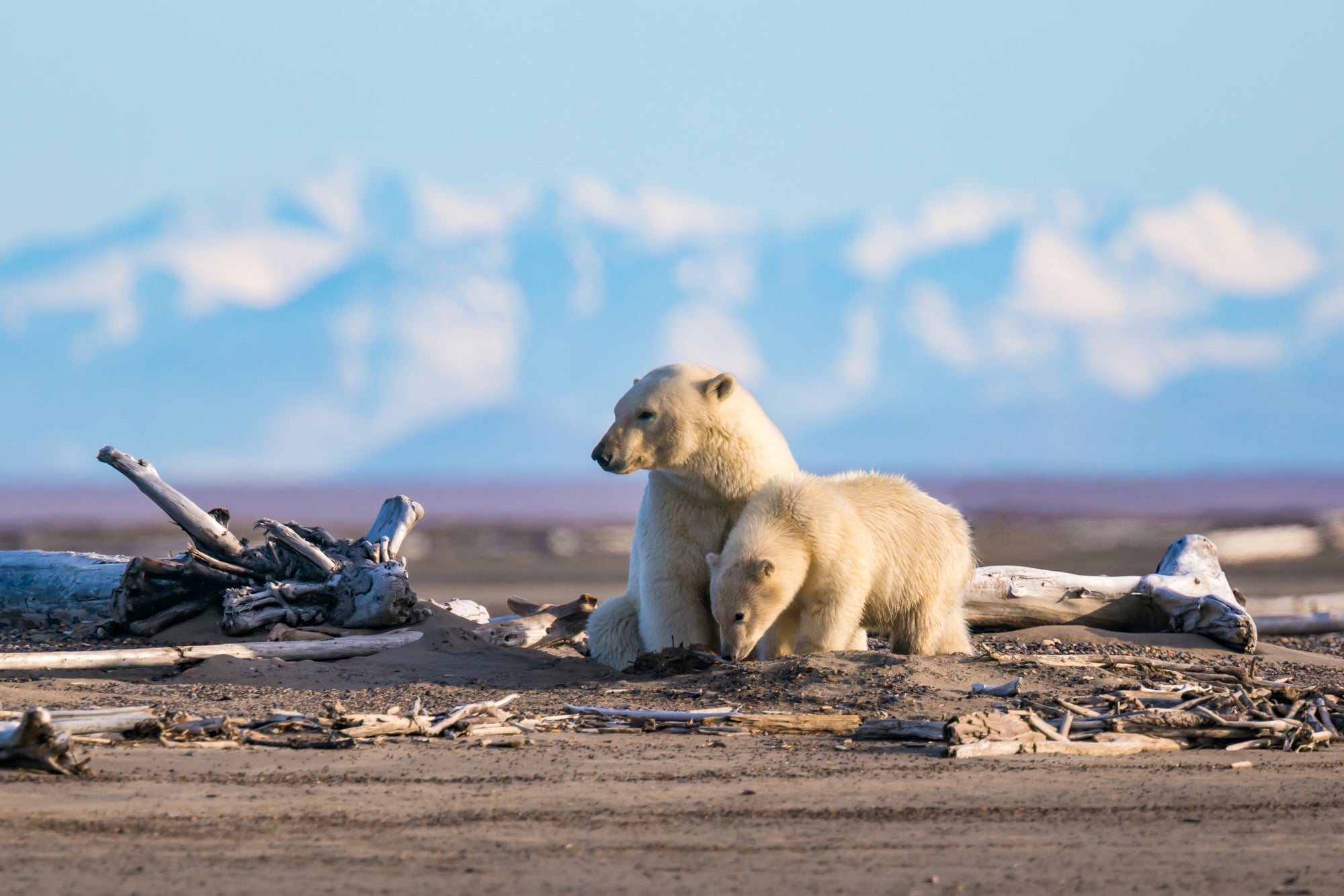 Two white polar bears on a brown dirt field with driftwood.