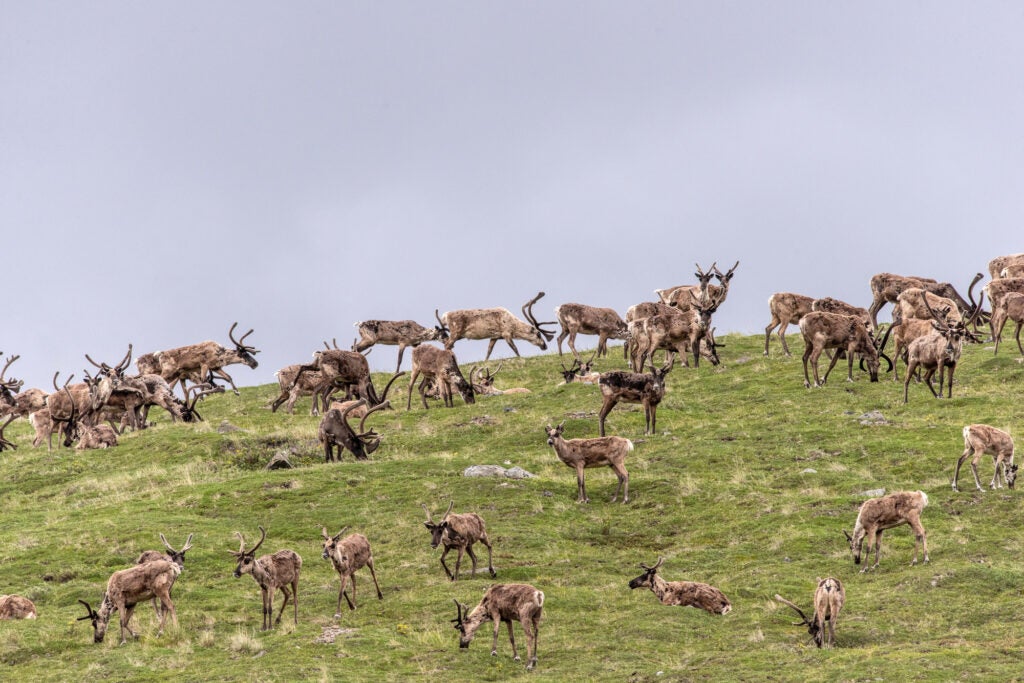 A heard of caribou stand in a green field under a gray sky.