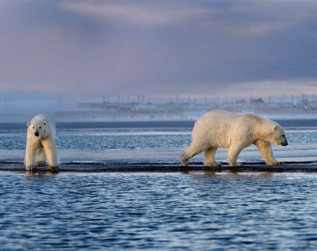 Two polar bears at the whale bone pile on Barter Island in the Beaufort Sea near Kaktovik, Alaska. (Reimar Gaertner / Getty Images)