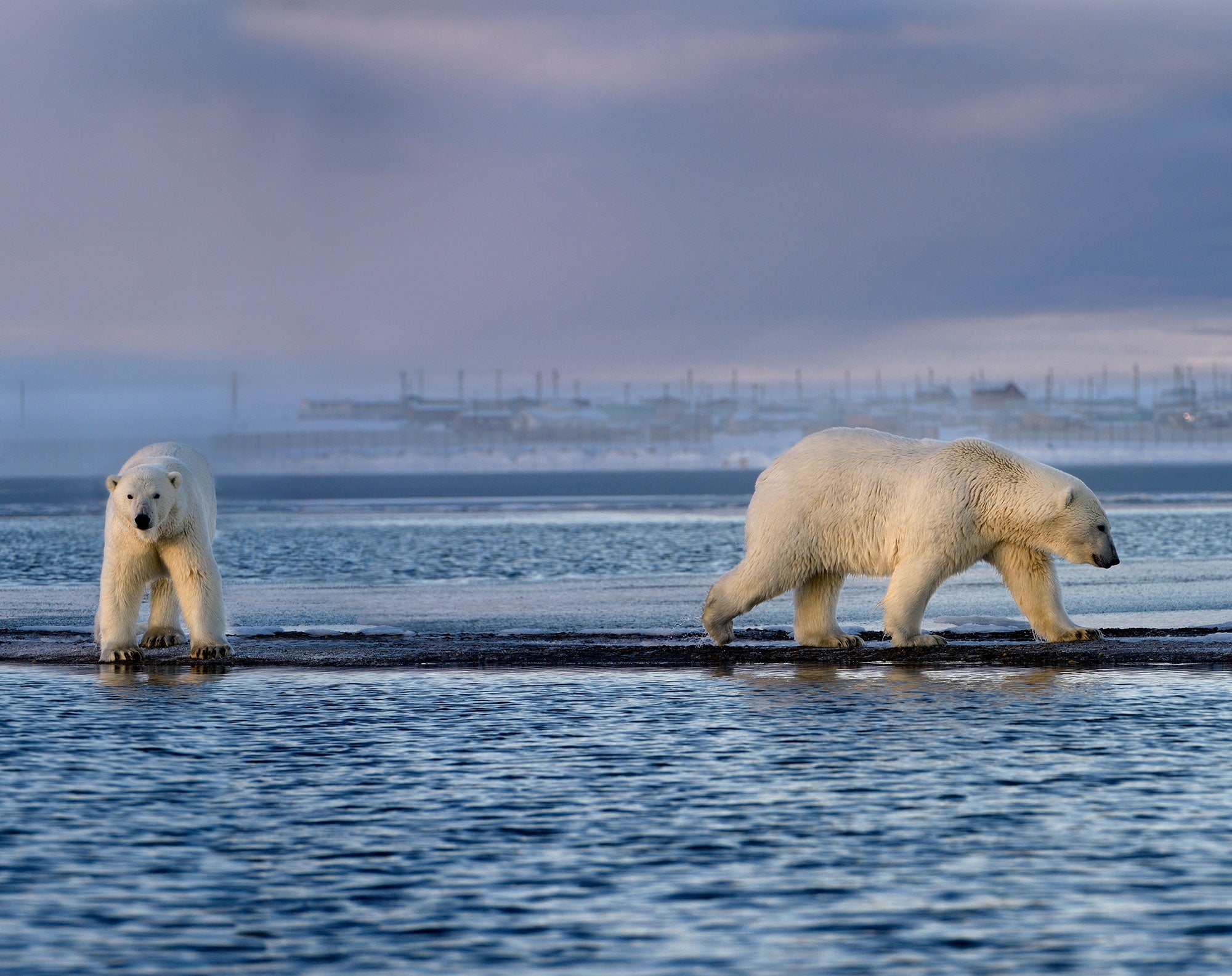 Two polar bears on Barter Island, with buildings in the hazy background and the bears' reflections visible in the sea water. One polar bear stands facing the frame, while the other is walking, head down, towards the right.