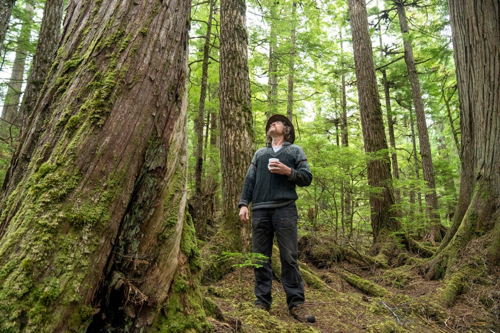 A man wearing jeans and a sweatshirt holds a coffee mug in his hand and looks up at the large green trees that surround him.