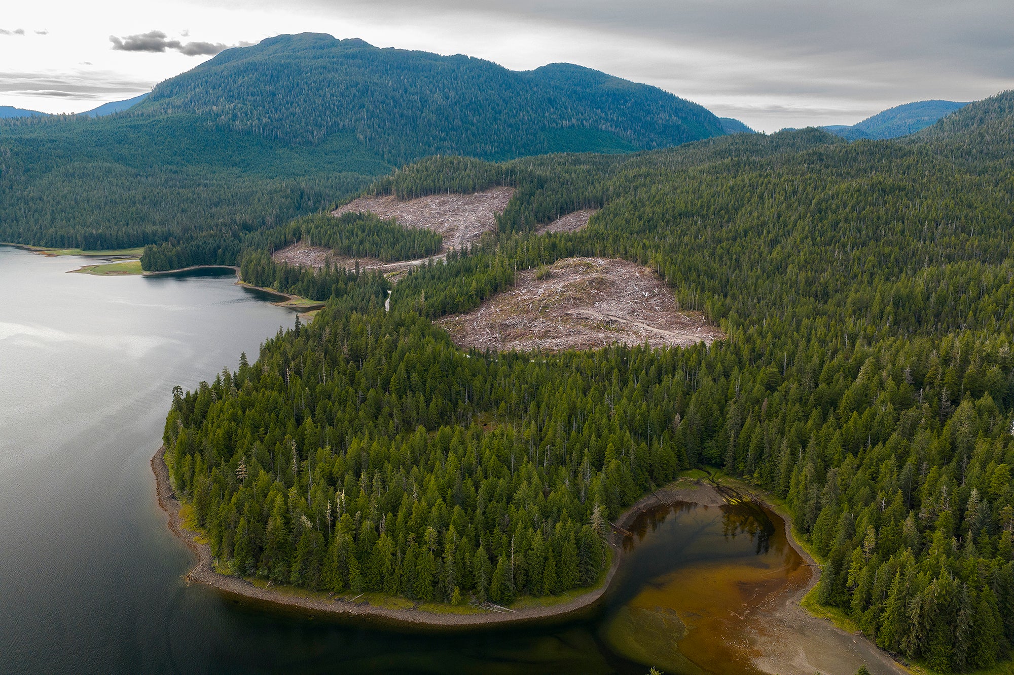 An aerial view of the coast of a forest with some patches that have recently been logged and other patches in the background that are growing back in from logging.