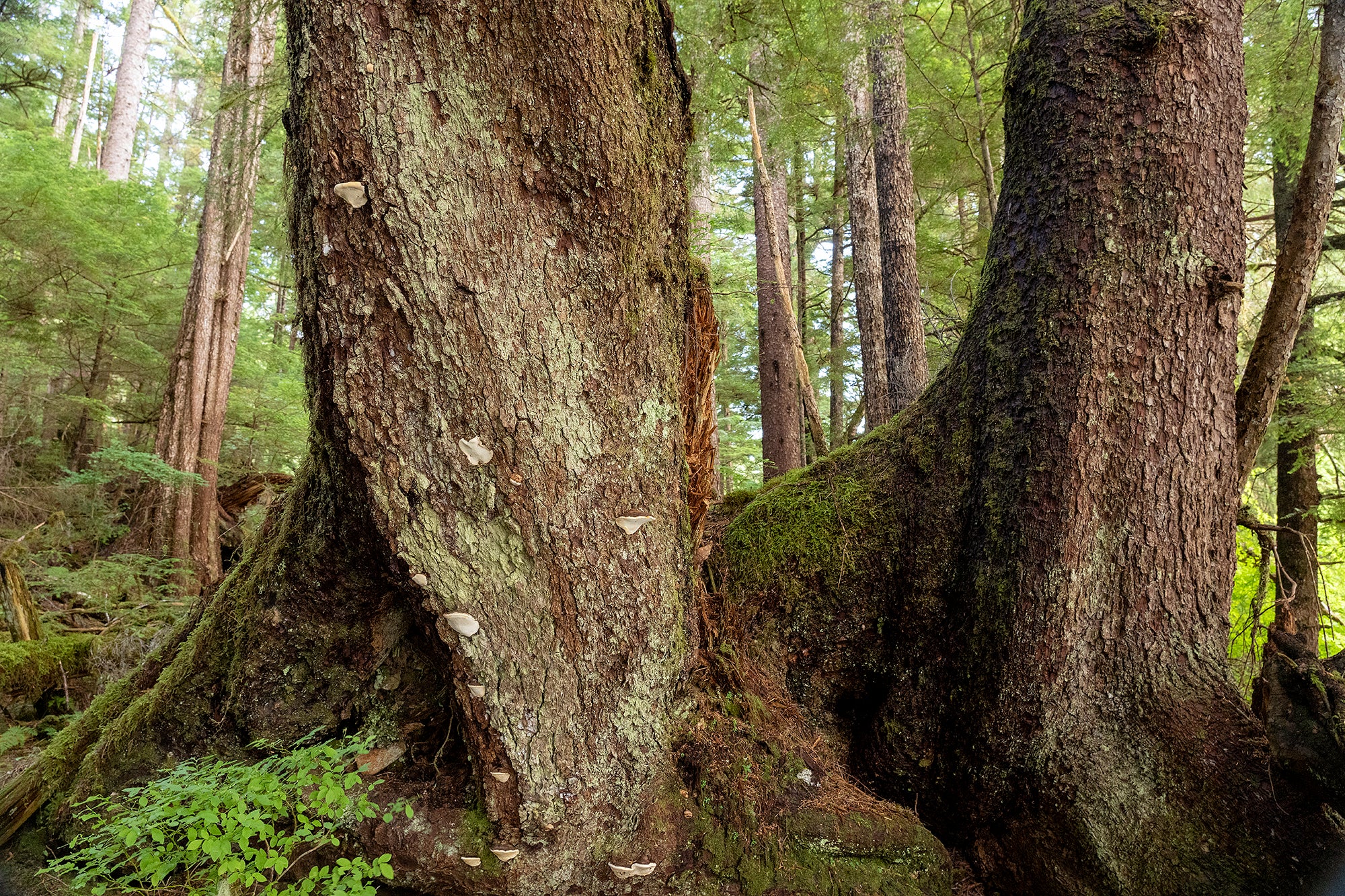 The base of two large trees that extend out of the field of view. In the background are other large trees.
