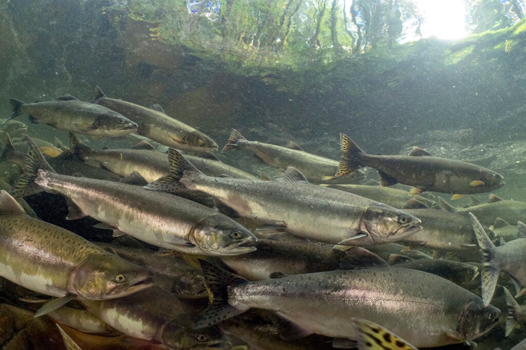 A school of medium-sized silver fish swim together underwater.