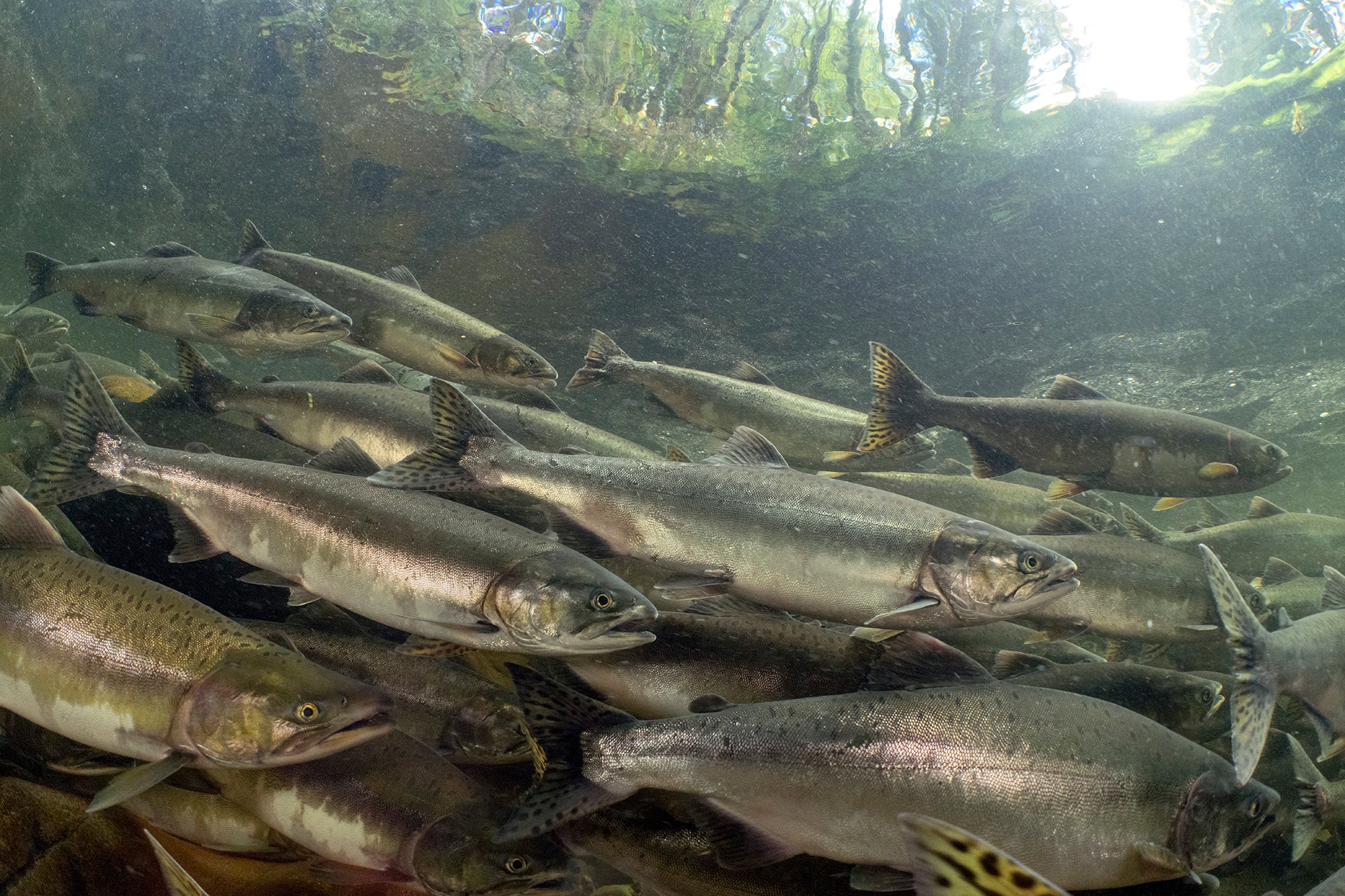 A school of medium-sized silver fish swim together underwater.