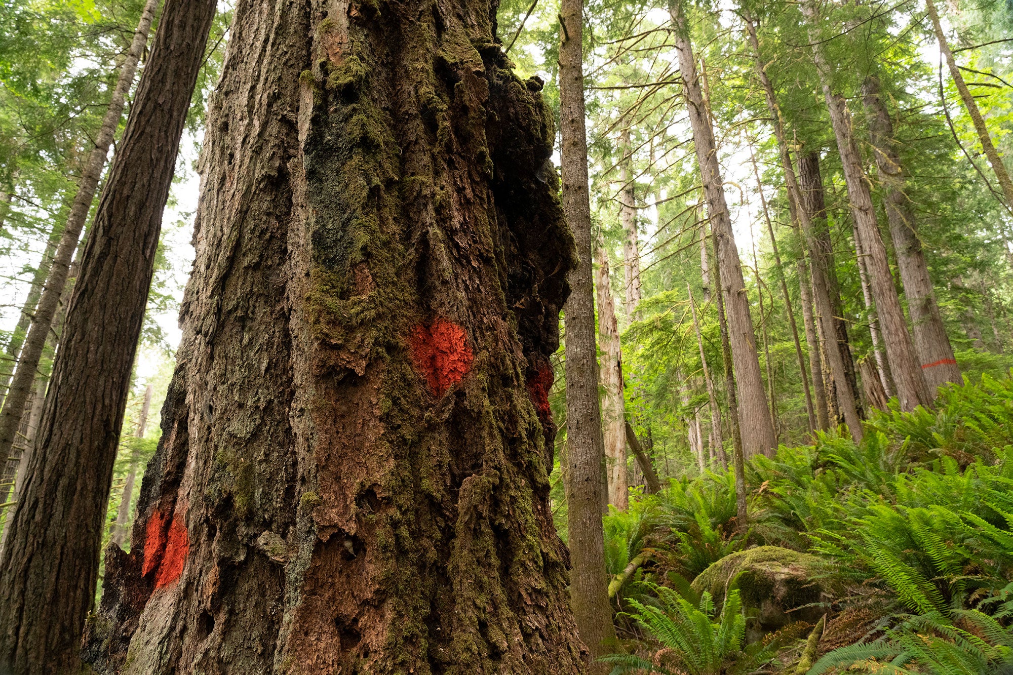 Trees marked for the Mean Mustard commercial logging operation in Douglas County, Oregon, on May 25, 2025.