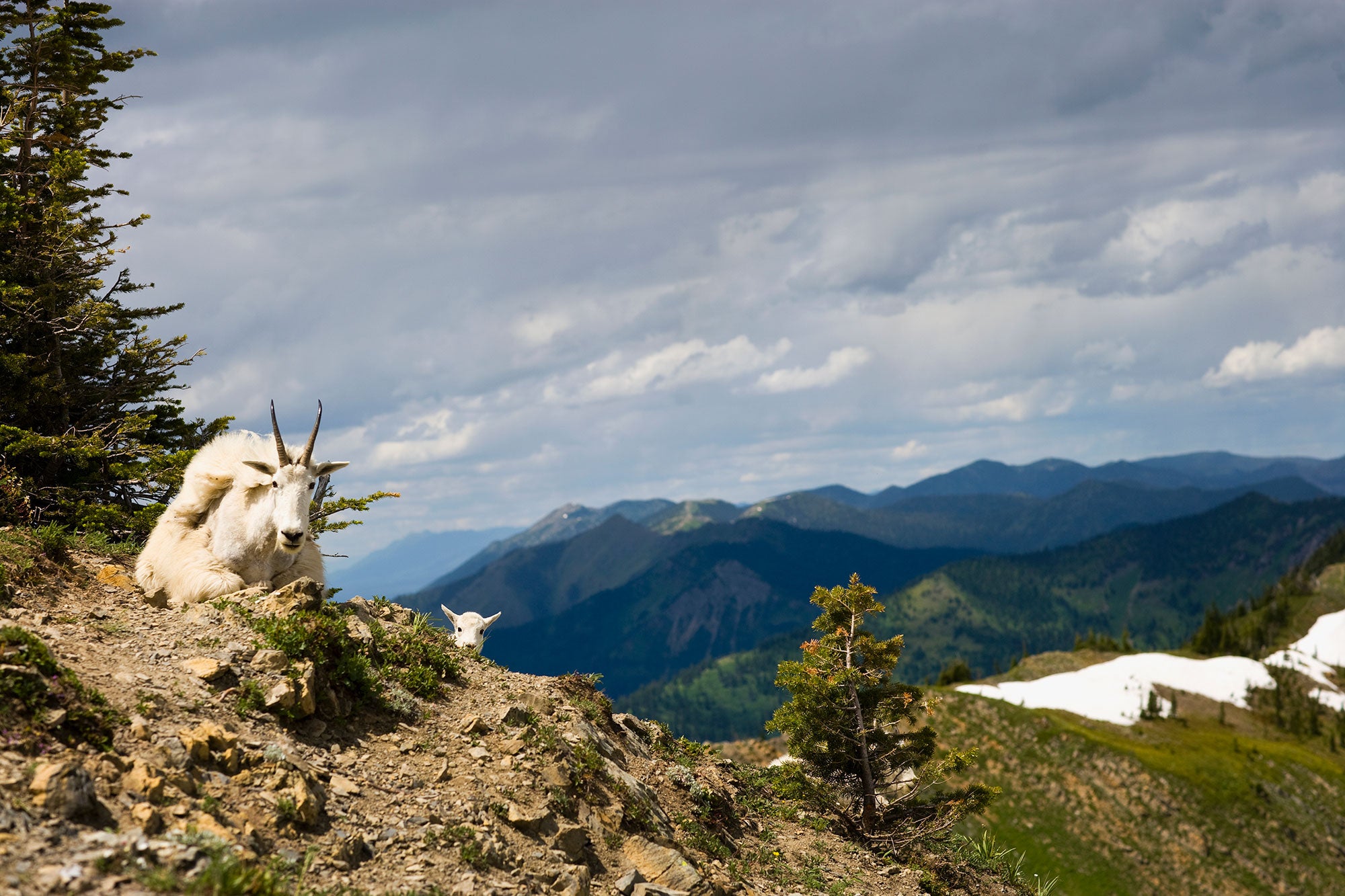 Bob Marshall Wilderness A mountain goat and kid in Bob Marshall Wilderness, a designated roadless area in Montana.
